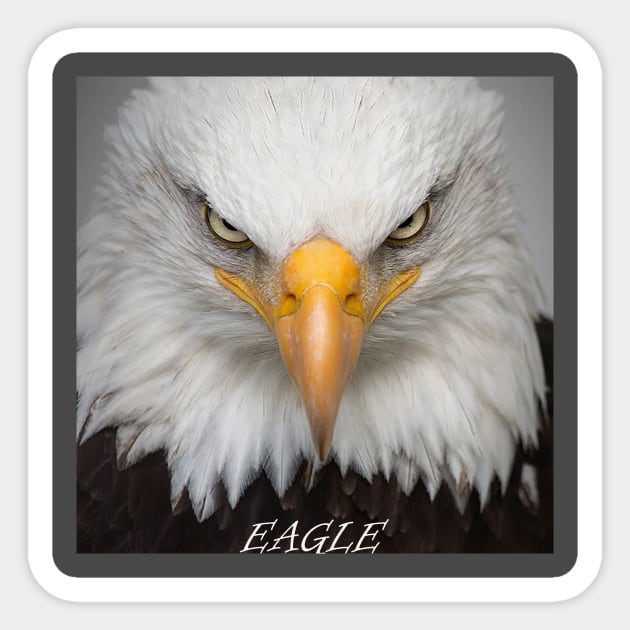 eagle Sticker by paulashish